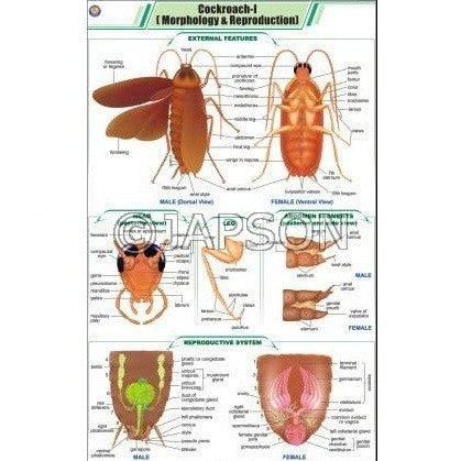 Cockroach Charts, Zoology, School Education Cockroach Charts, Zoology, School Education